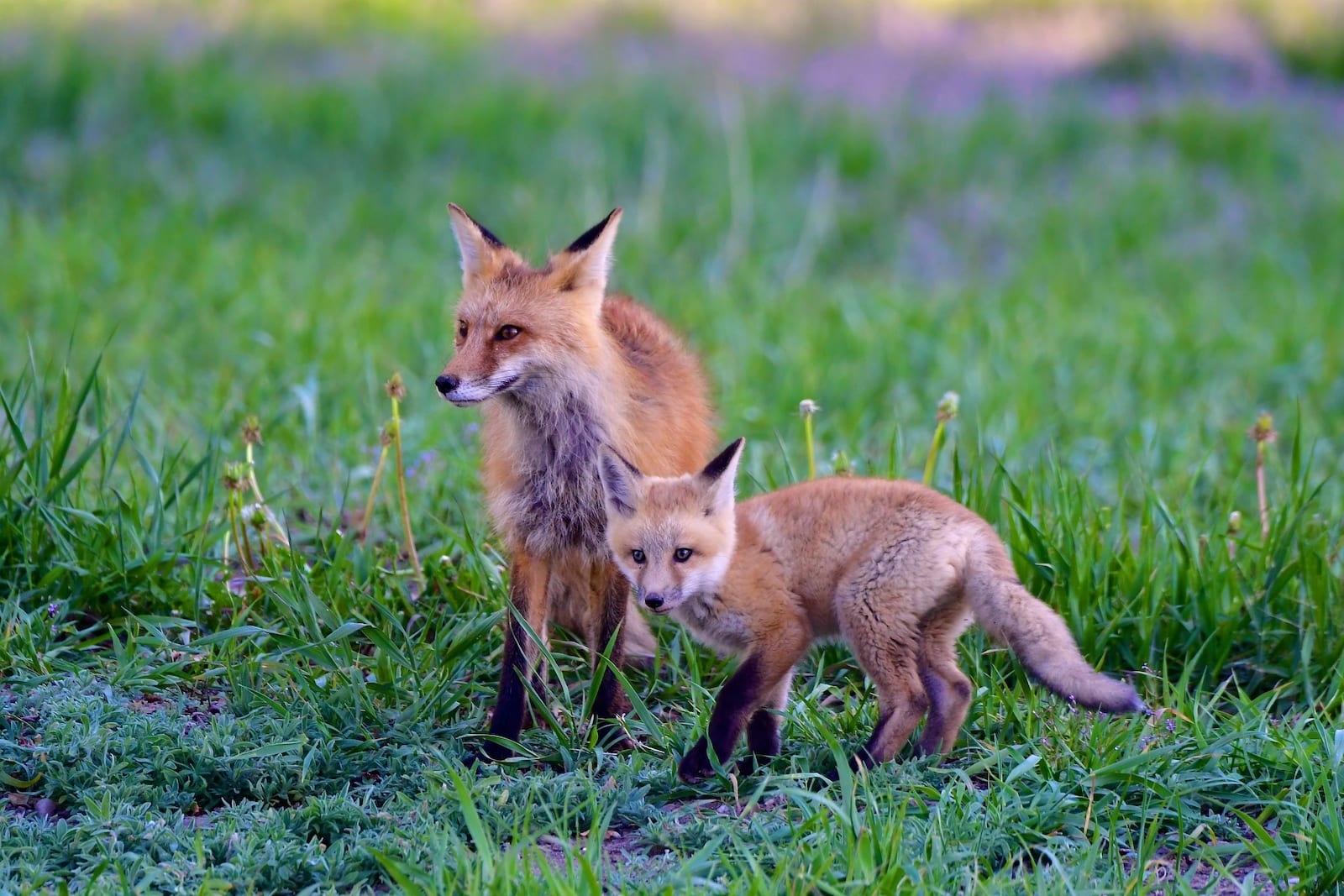 Kit Fox, Colorado