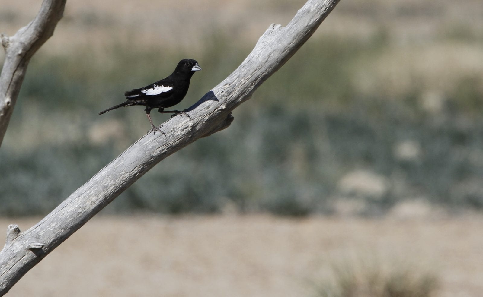 Lark bunting in Colorado