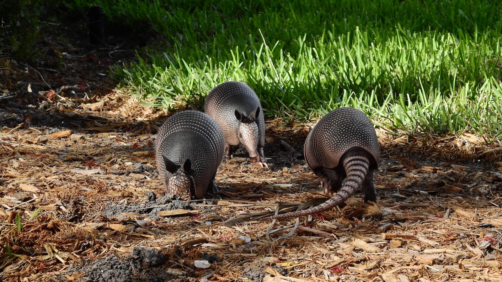 Nine-Banded Armadillo
