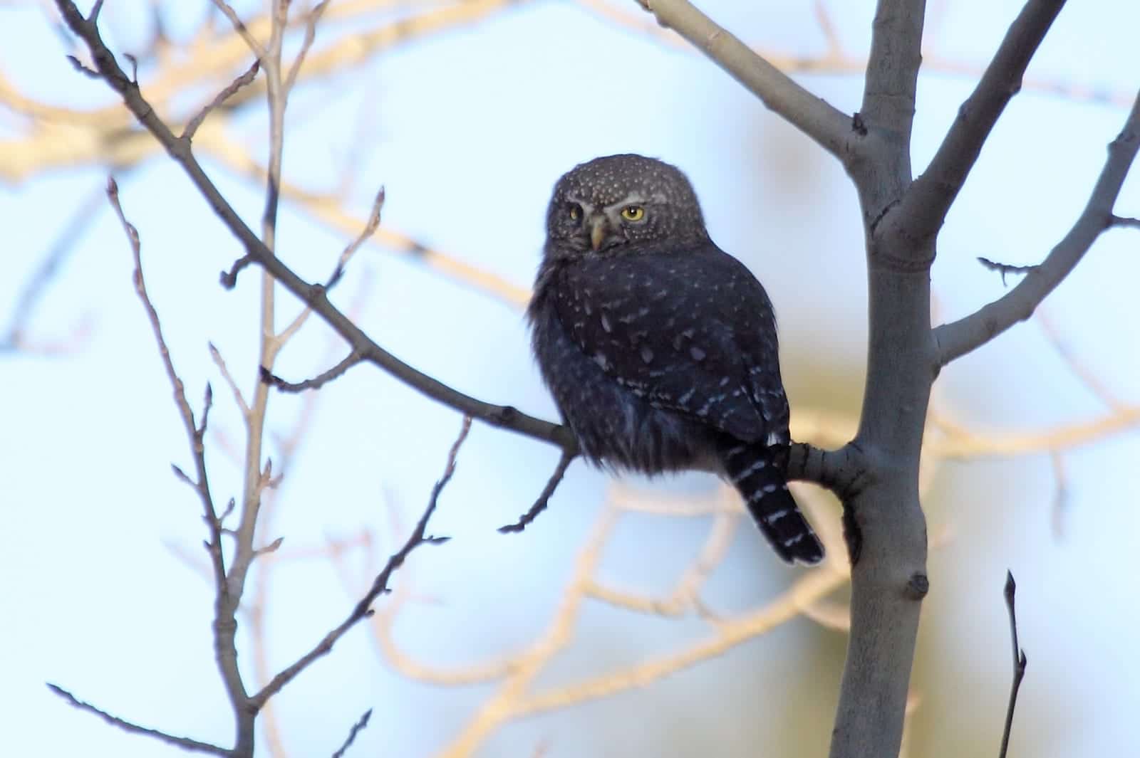Northern Pygmy-Owl, CO