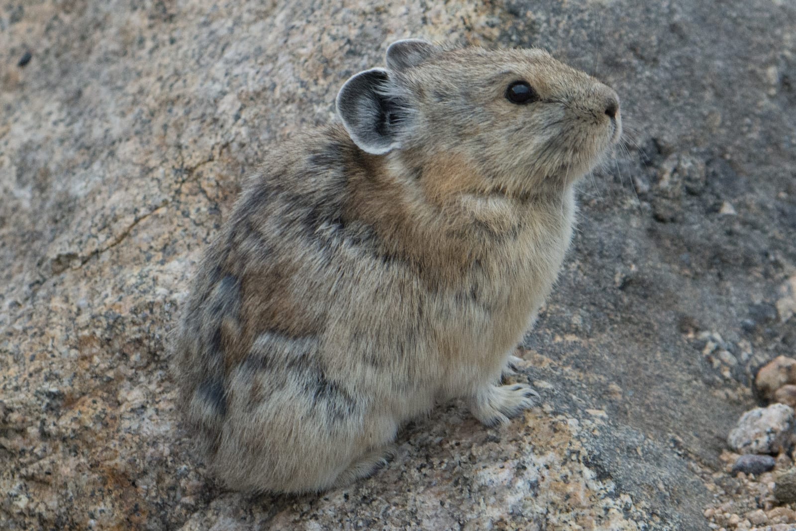 Pika, CO