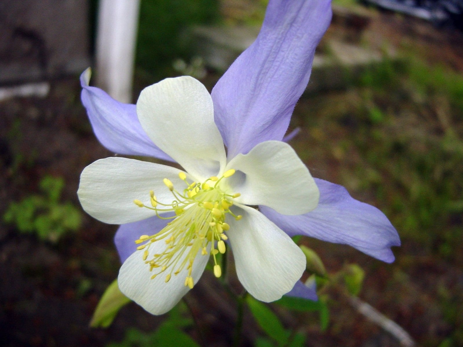 Rocky Mountain columbine