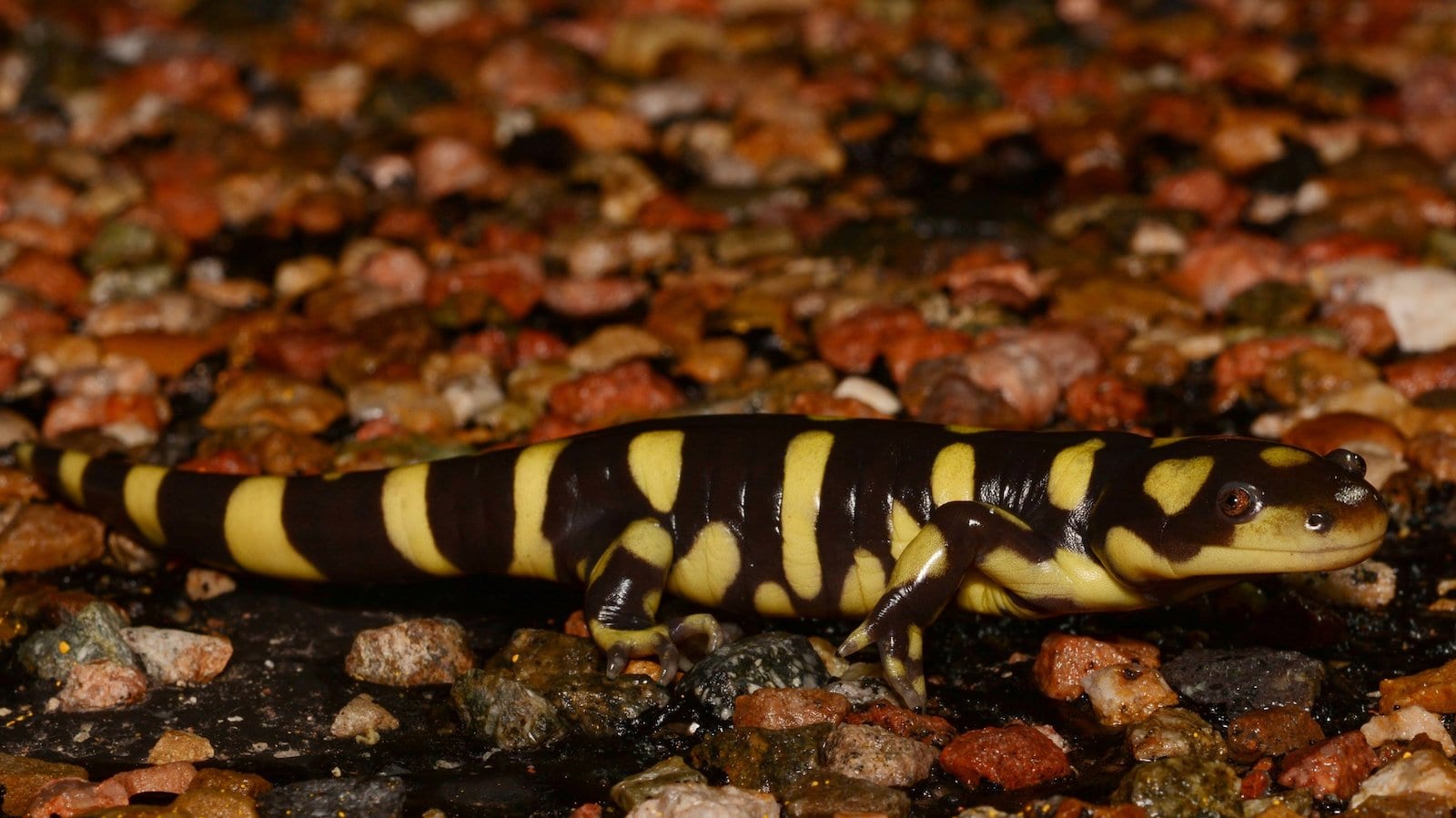 Western tiger salamander in Colorado