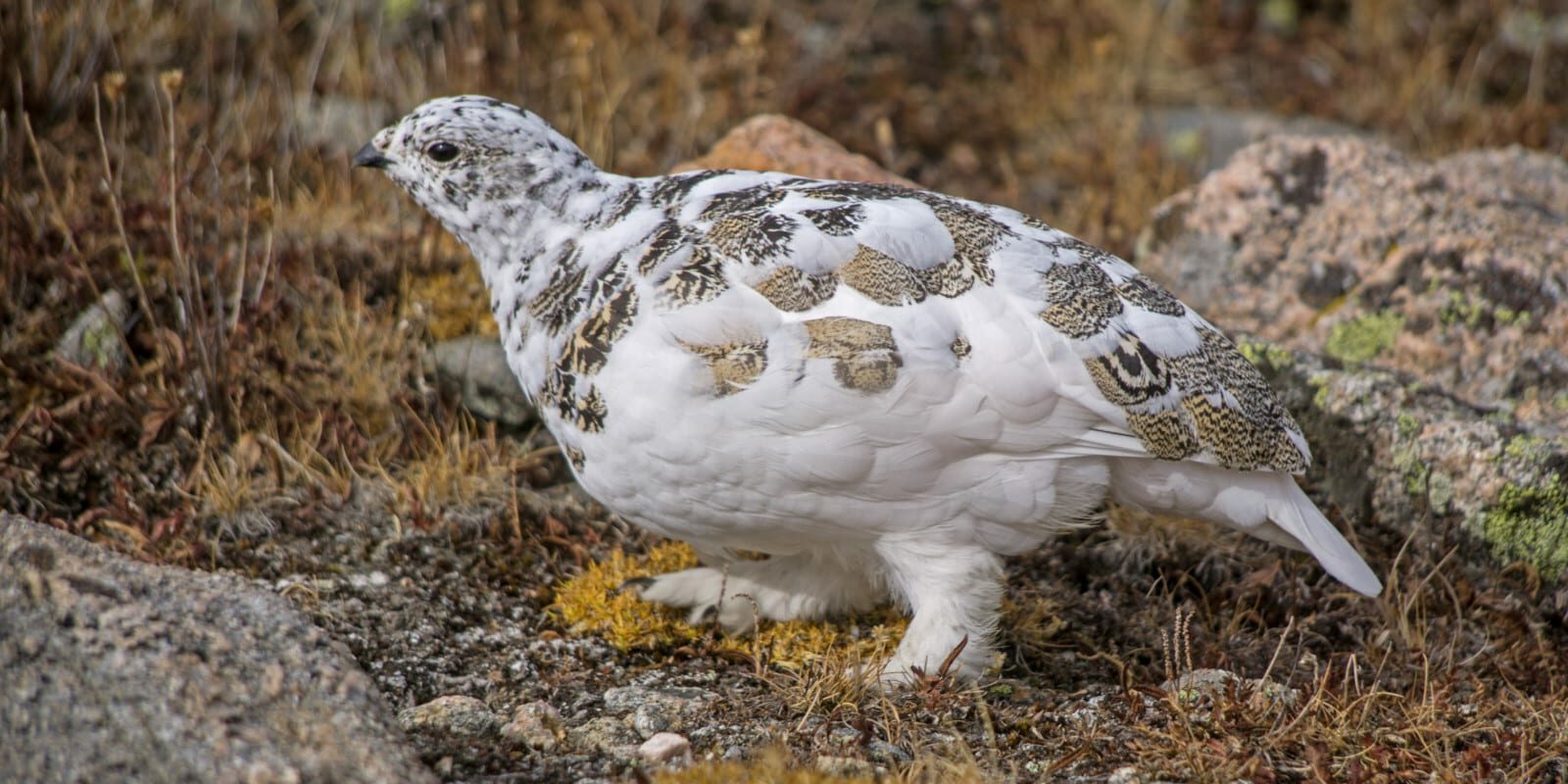 White-Tailed Ptarmigan, Co