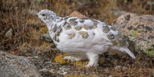 White-Tailed Ptarmigan, Co