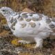 White-Tailed Ptarmigan, Co