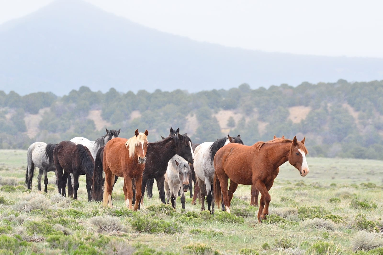 Wild Horses, Colorado