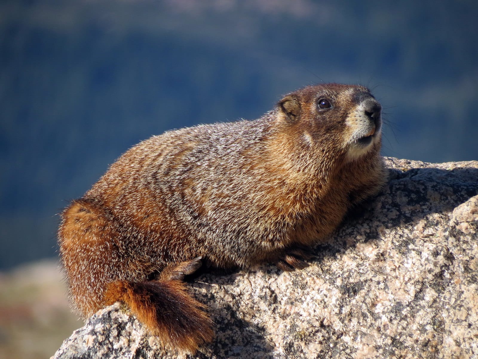 Precious animals live in Colorado