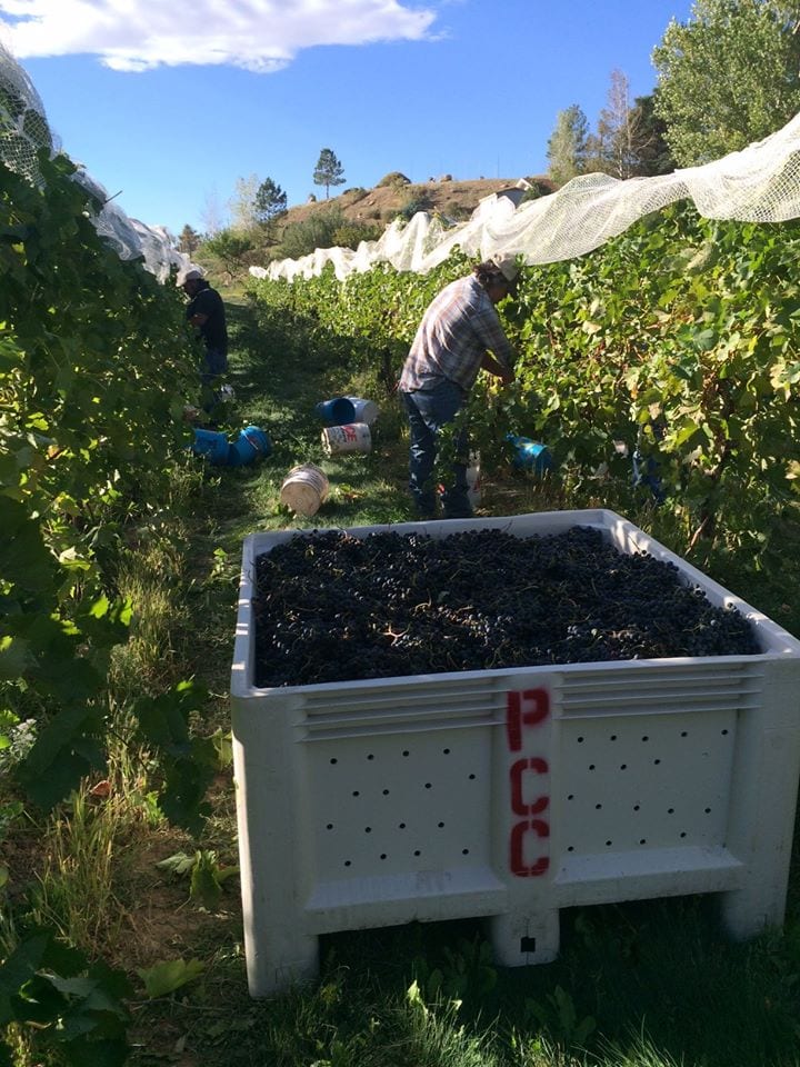 bookcliff vineyards
