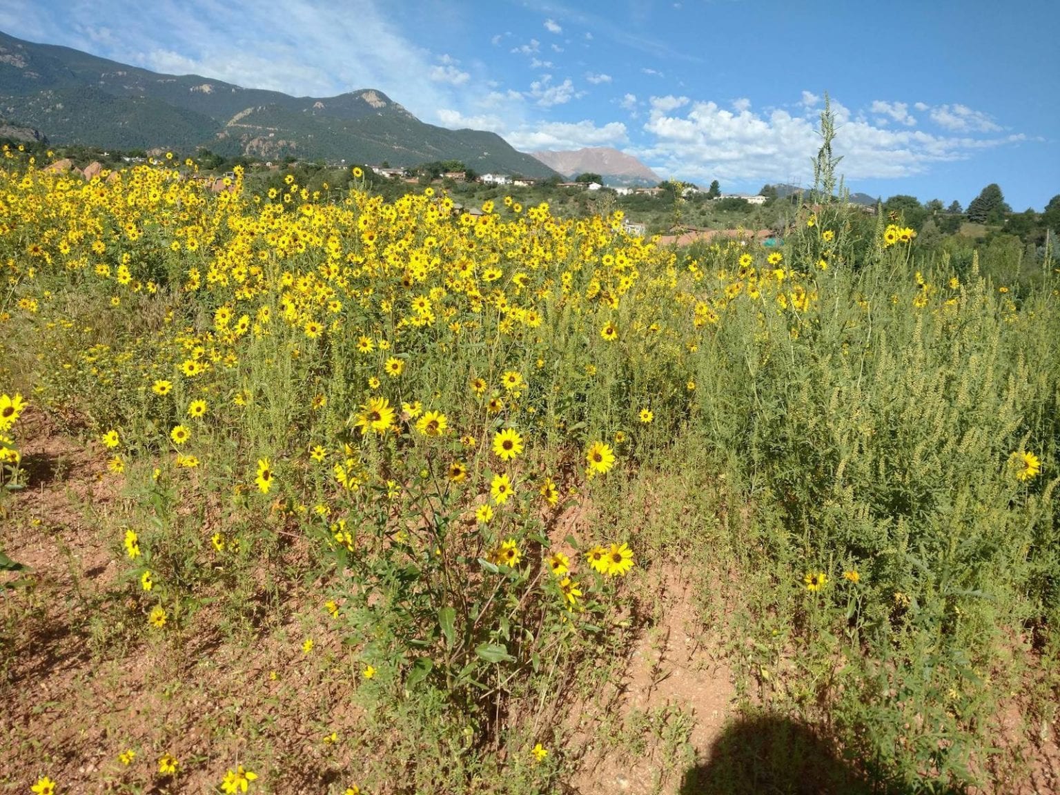 Your Guide to Colorado Springs Weather Average Climate by Month