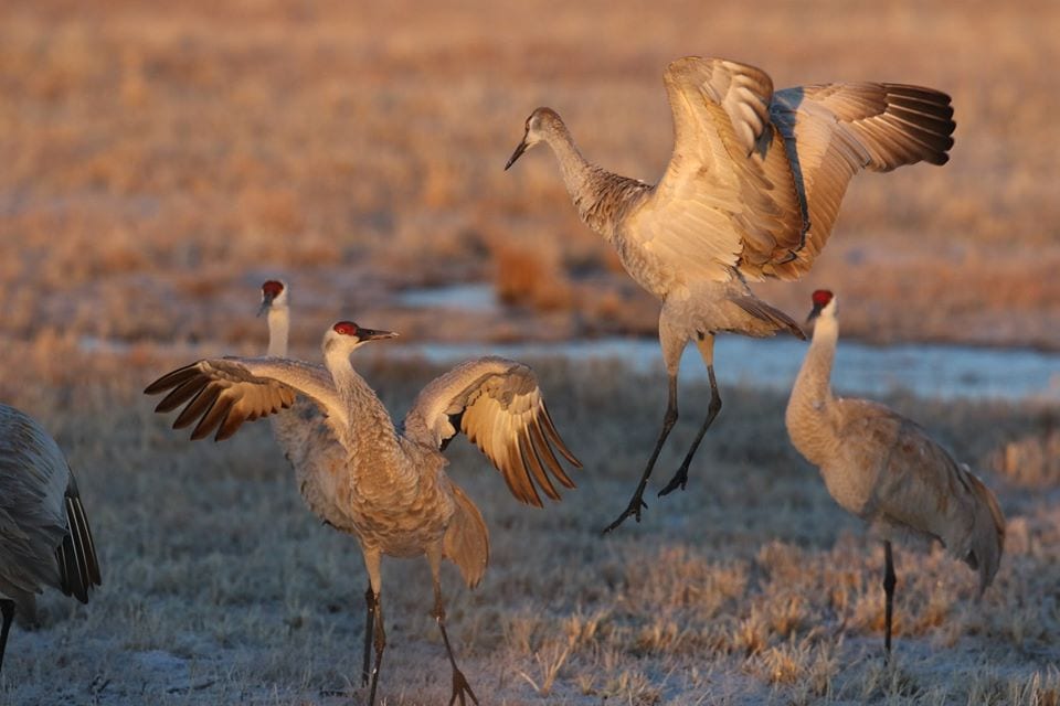 monte vista crane festival