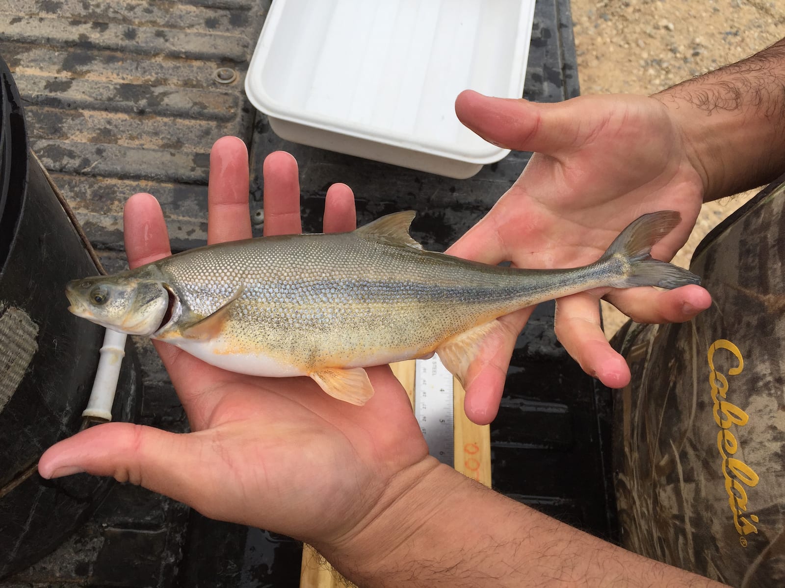 Adult Hatchery Raised Bonytail