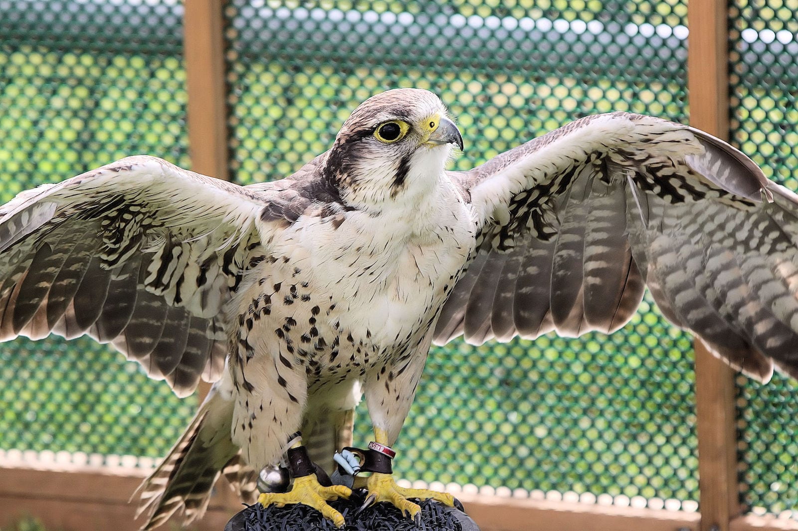 American Peregrine Falcon, CO