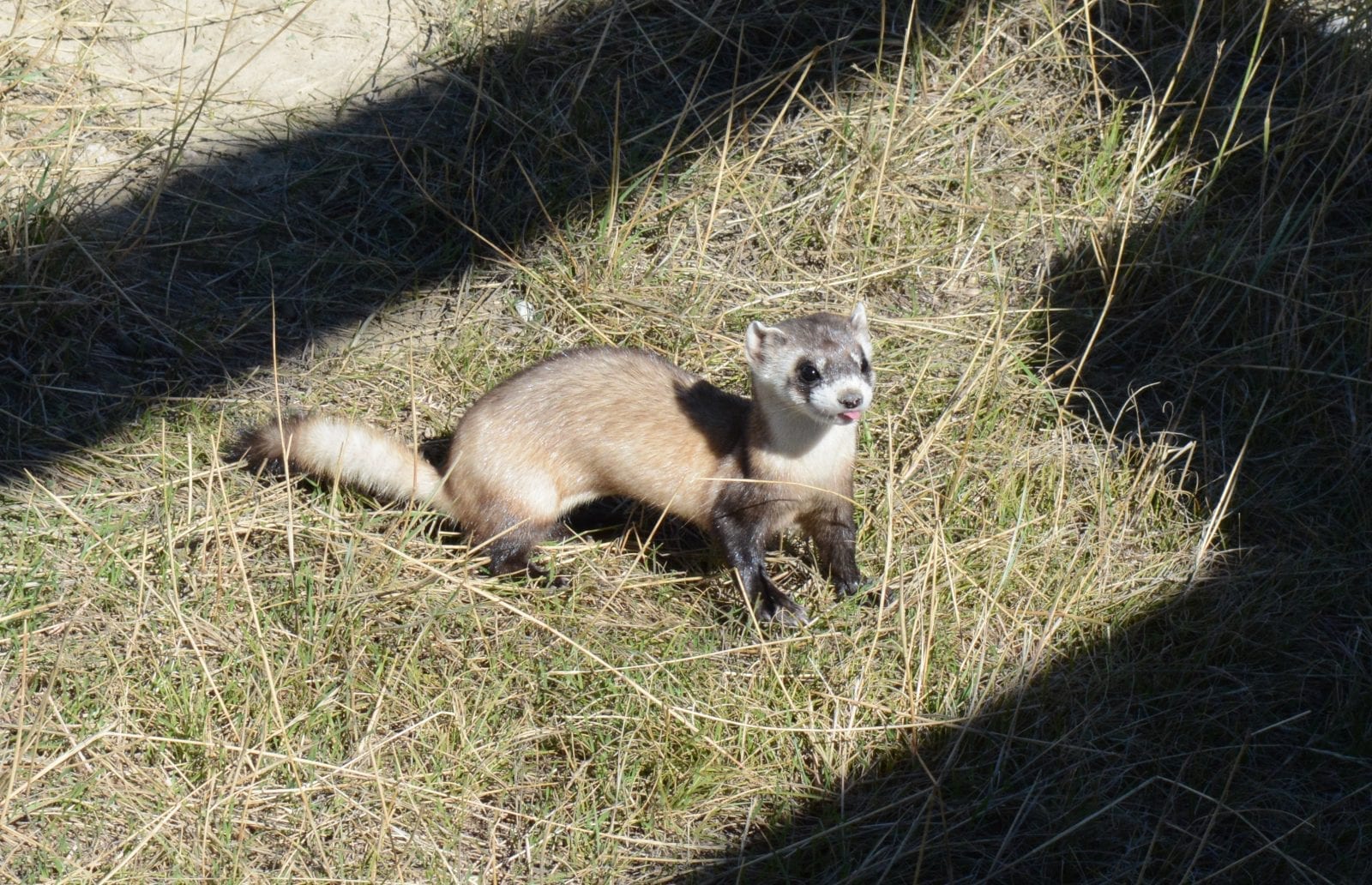 Black-Footed Ferret, CO