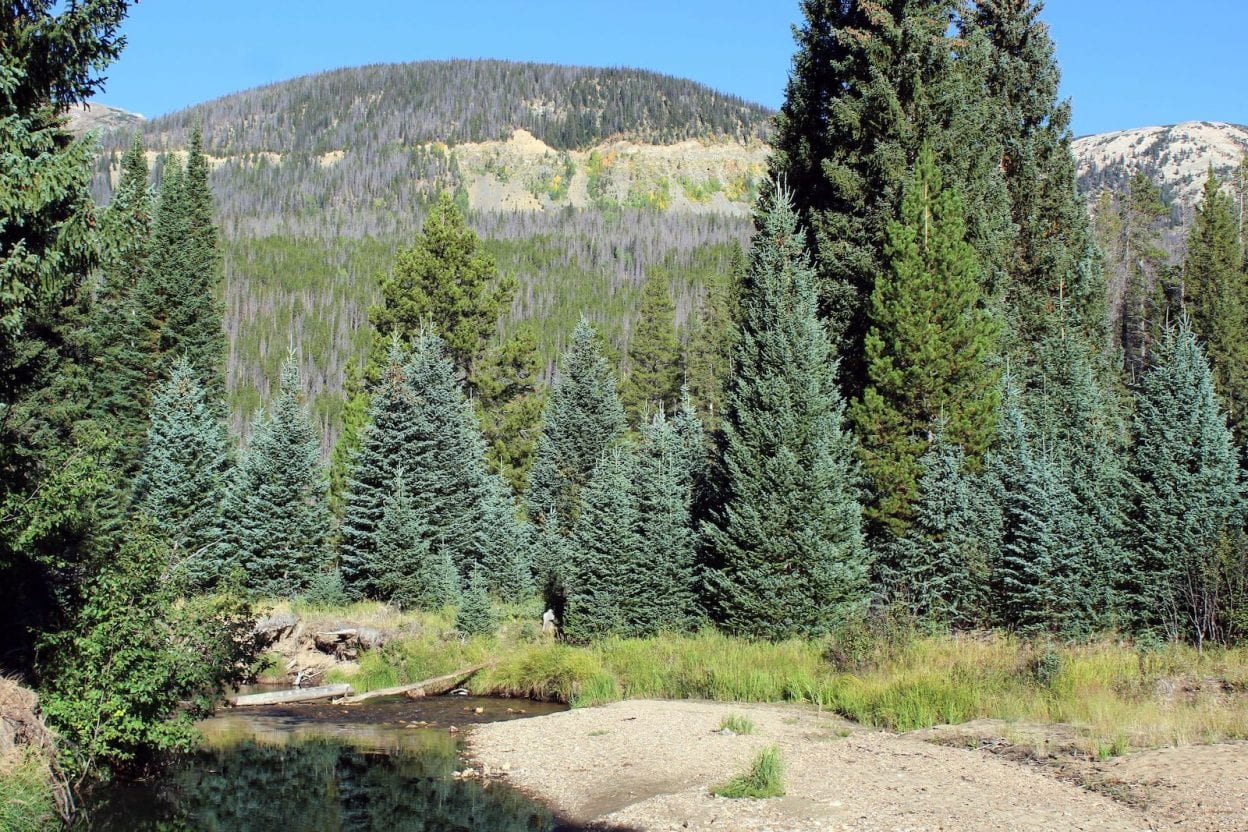 Evergreen Trees Native to Colorado