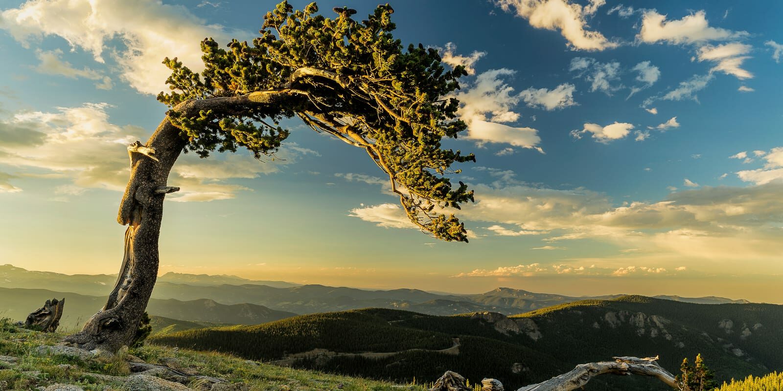 Bristlecone Pine Mt. Evans, Colorado