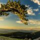 Bristlecone Pine Mt. Evans, Colorado