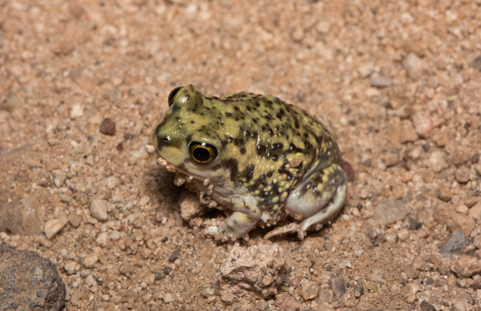 Couch's Spadefoot