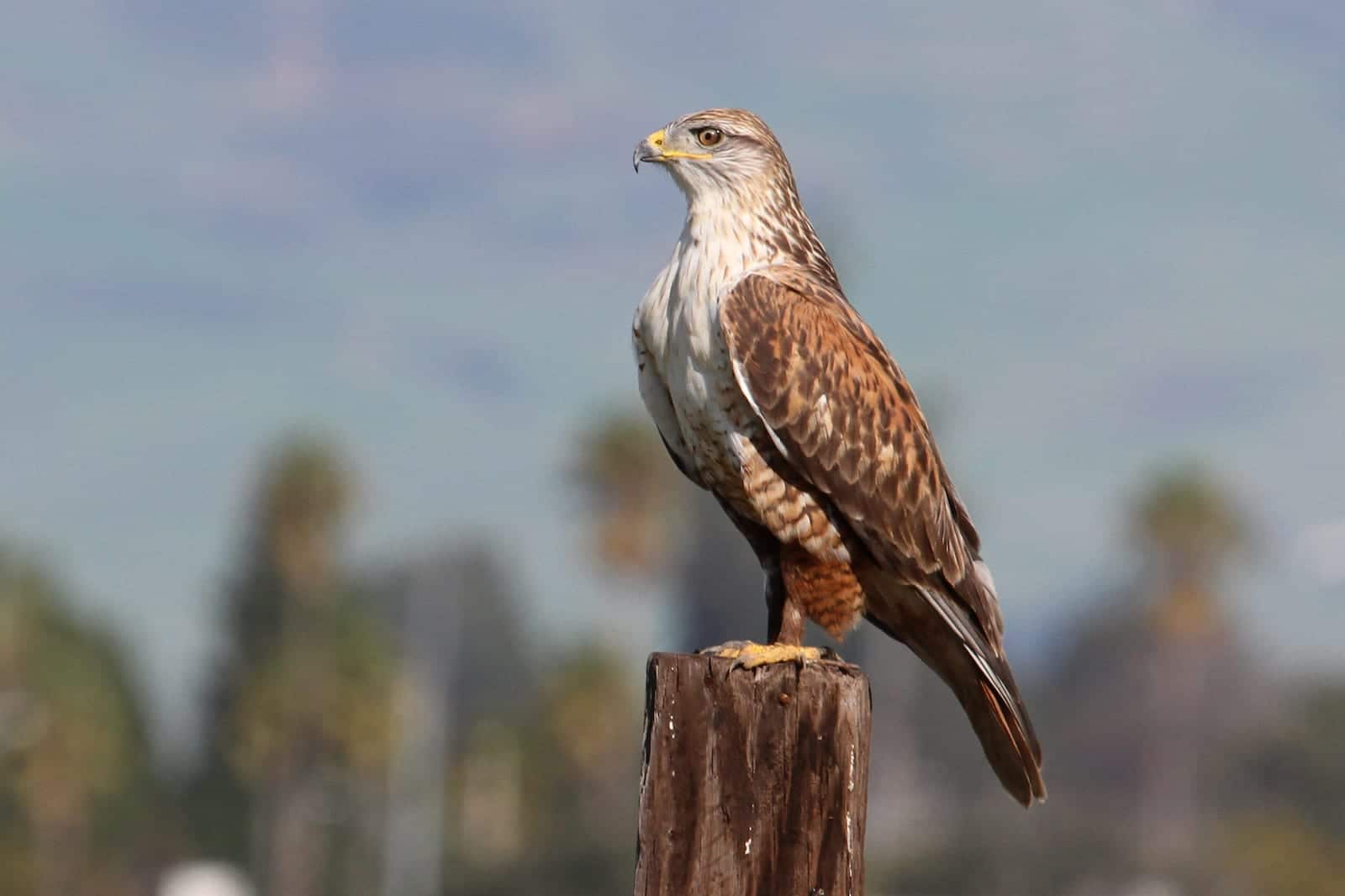 Ferruginous Hawk, CO