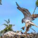 Ferruginous Hawk on Nest