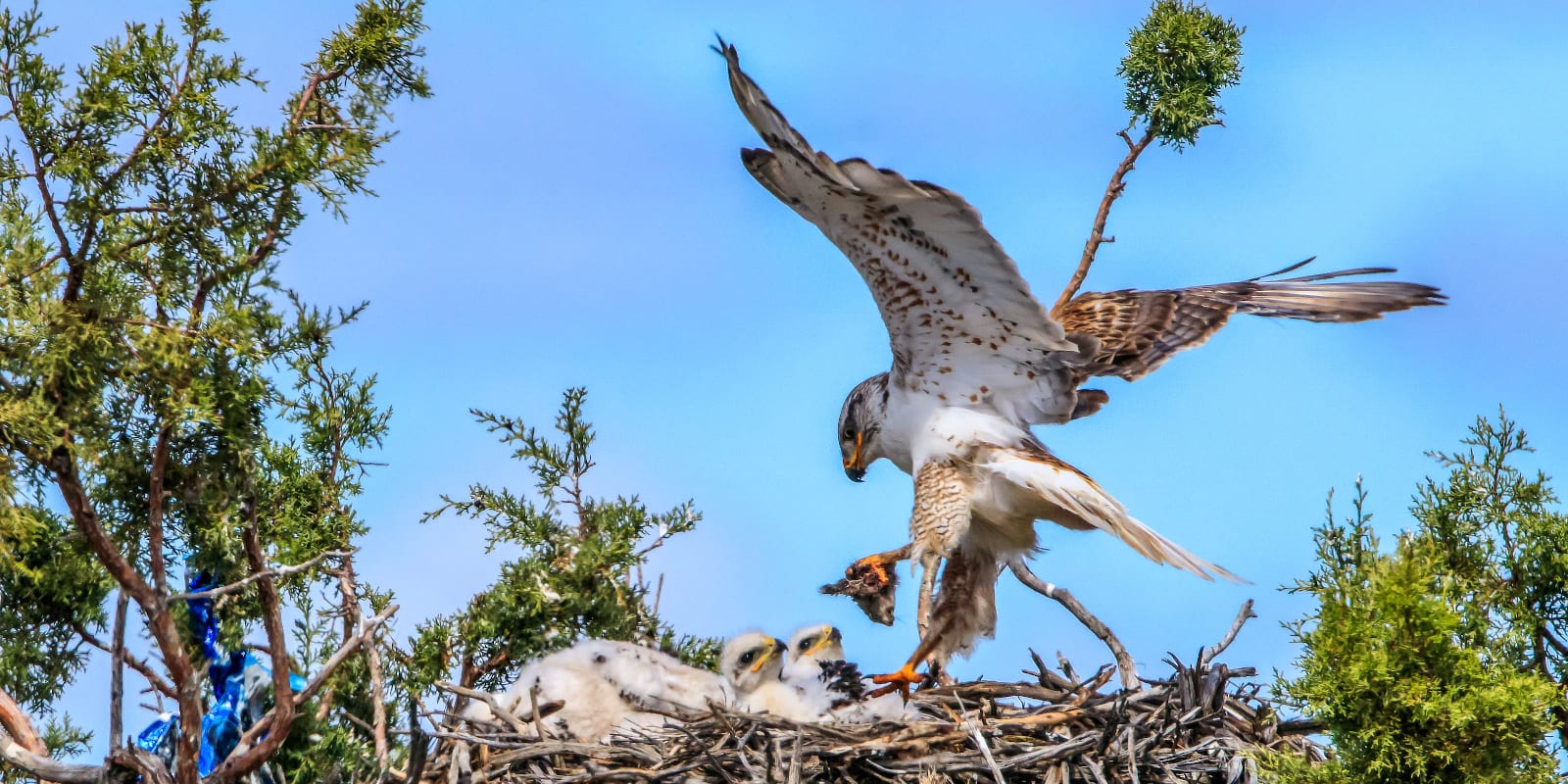 Ferruginous Hawk on Nest