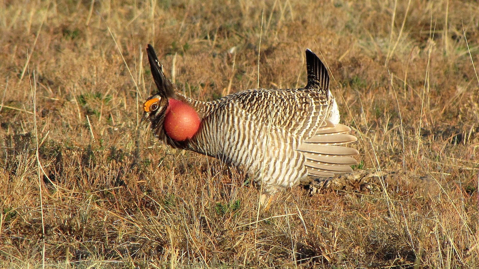 Lesser Prairie Chicken, CO