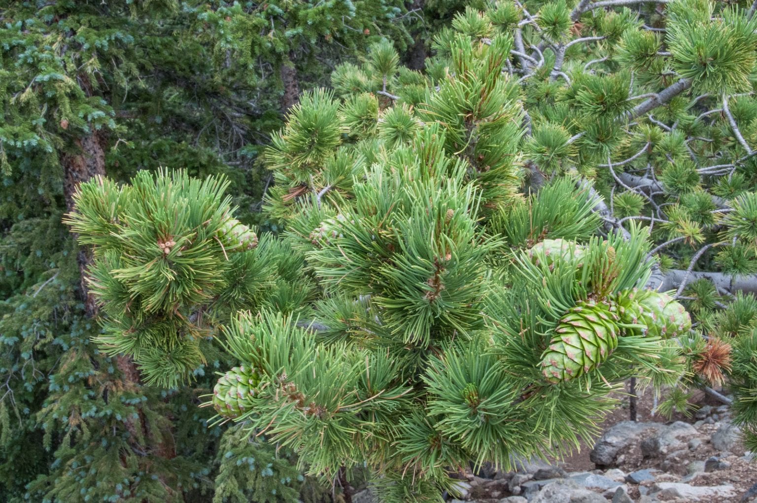 Evergreen Trees Native to Colorado