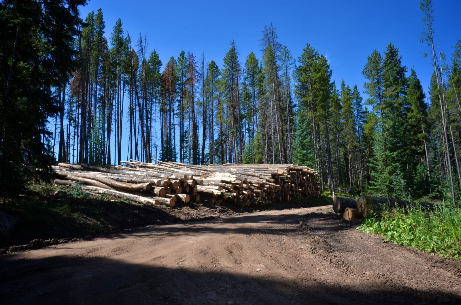 Lodgepole Pine, Colorado