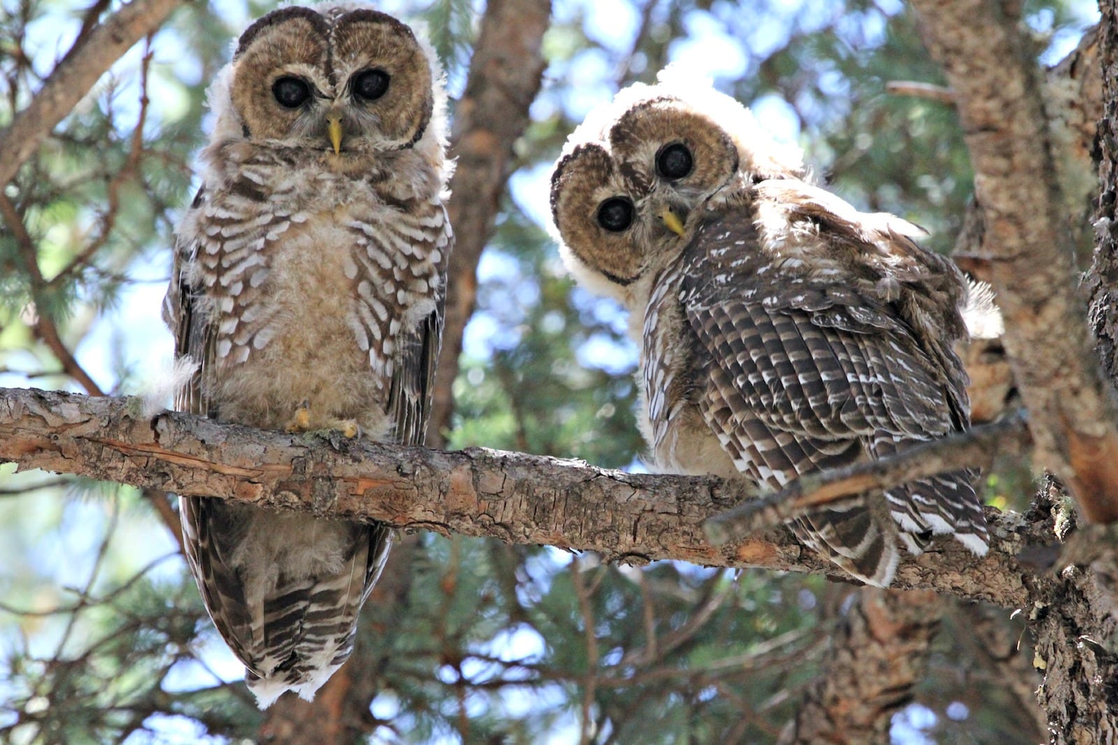 Mexican Spotted Owl, CO