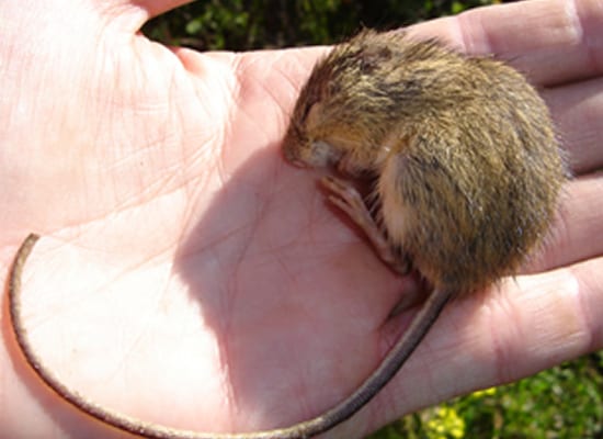 Preble's Meadow Jumping Mouse