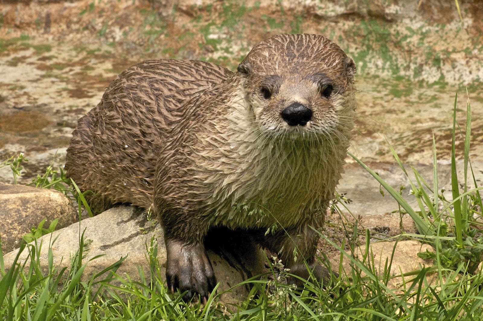 River Otter, CO