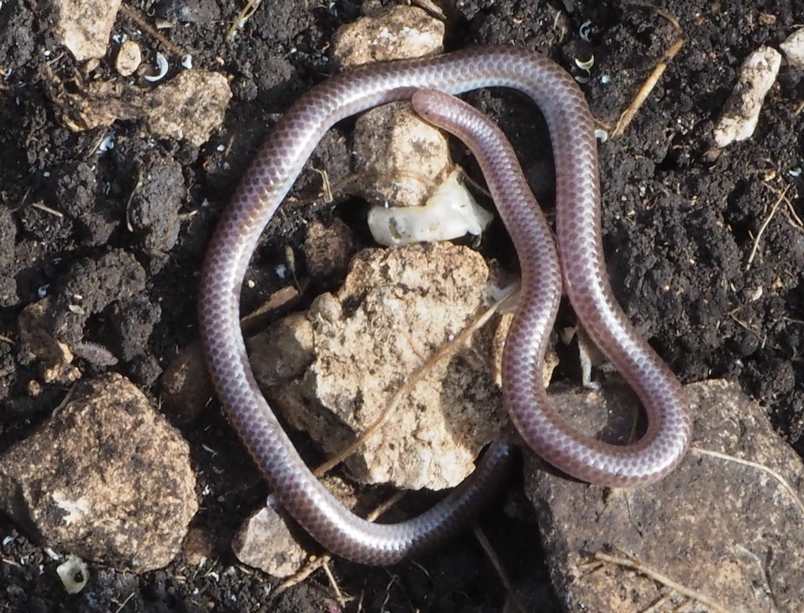 Texas Blind Snake, CO