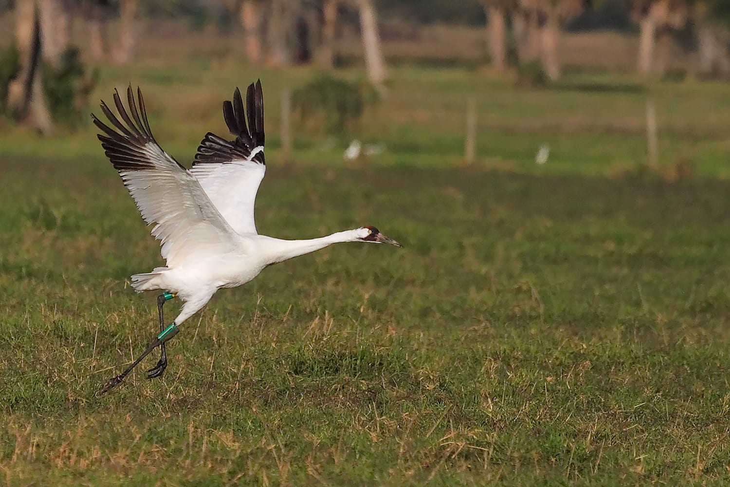 Whooping crane