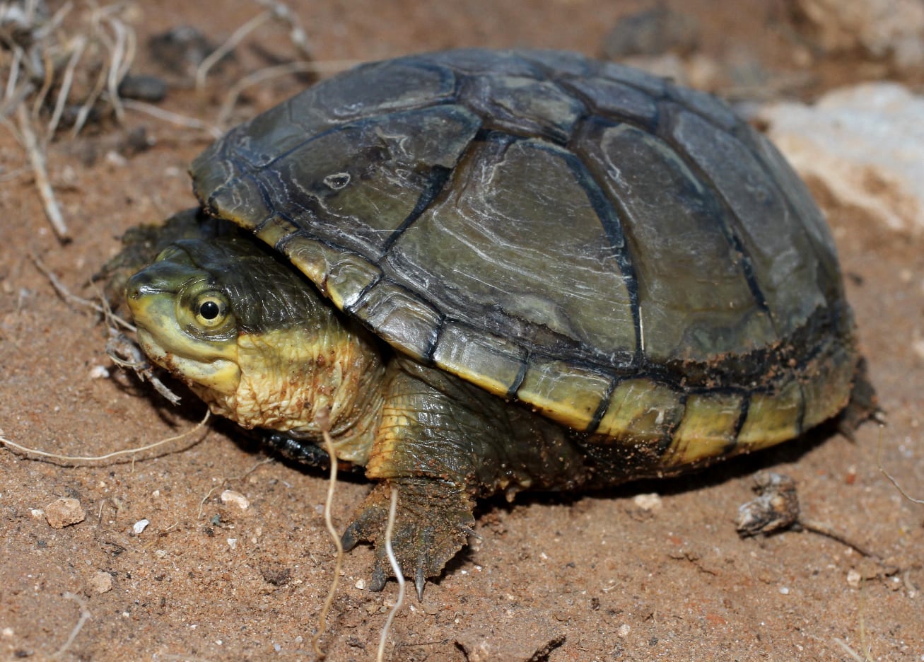 Yellow Mud Turtle, CO