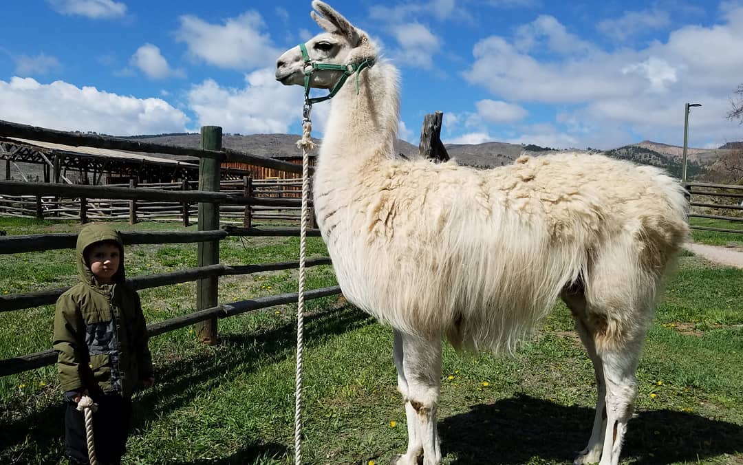 Altiplano Insulation Kid Walking Llama
