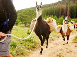 Altiplano Insulation Walking Llamas