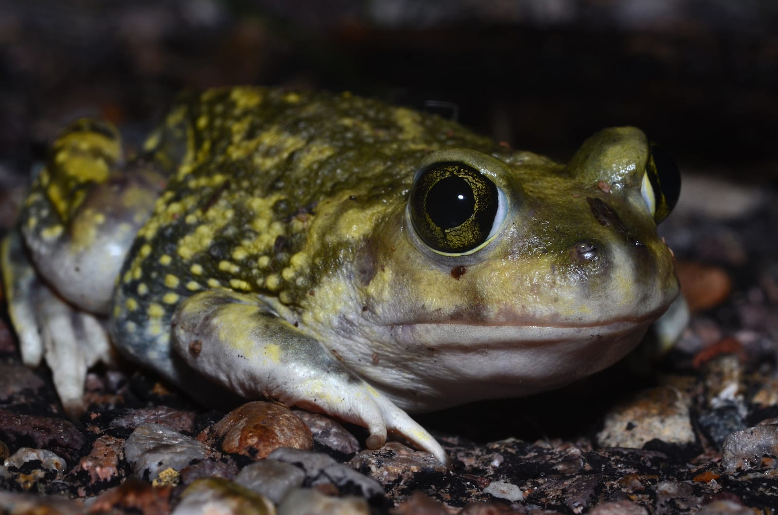 Couch's Spadefoot Endangered Animal