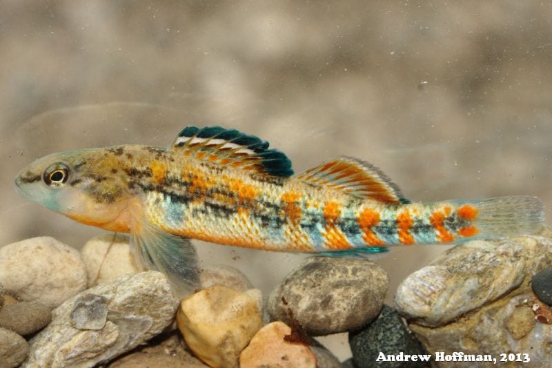 Plains Orangethroat Darter Fish