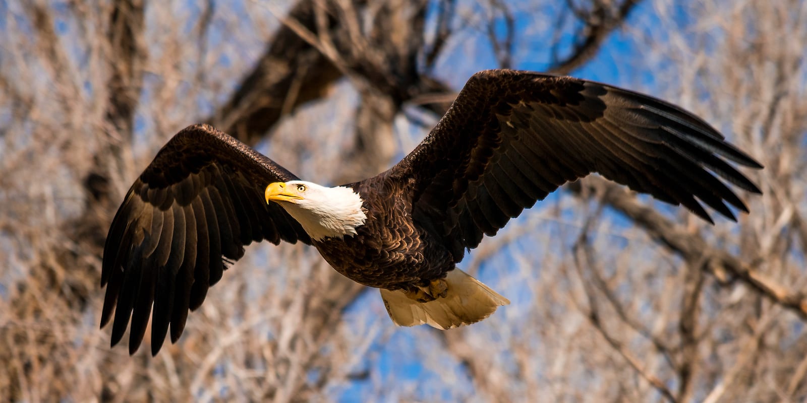 ​Bald Eagle, CO