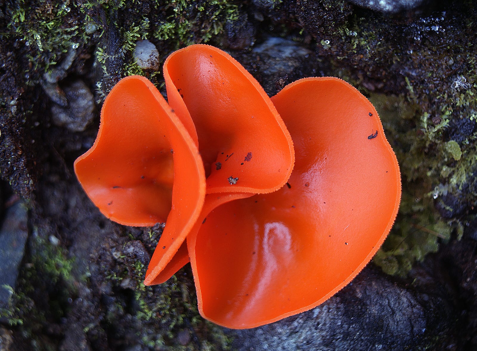 Aleuria Aurantia Colorado
