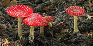 Amanita Muscaria, CO