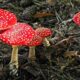 Amanita Muscaria, CO