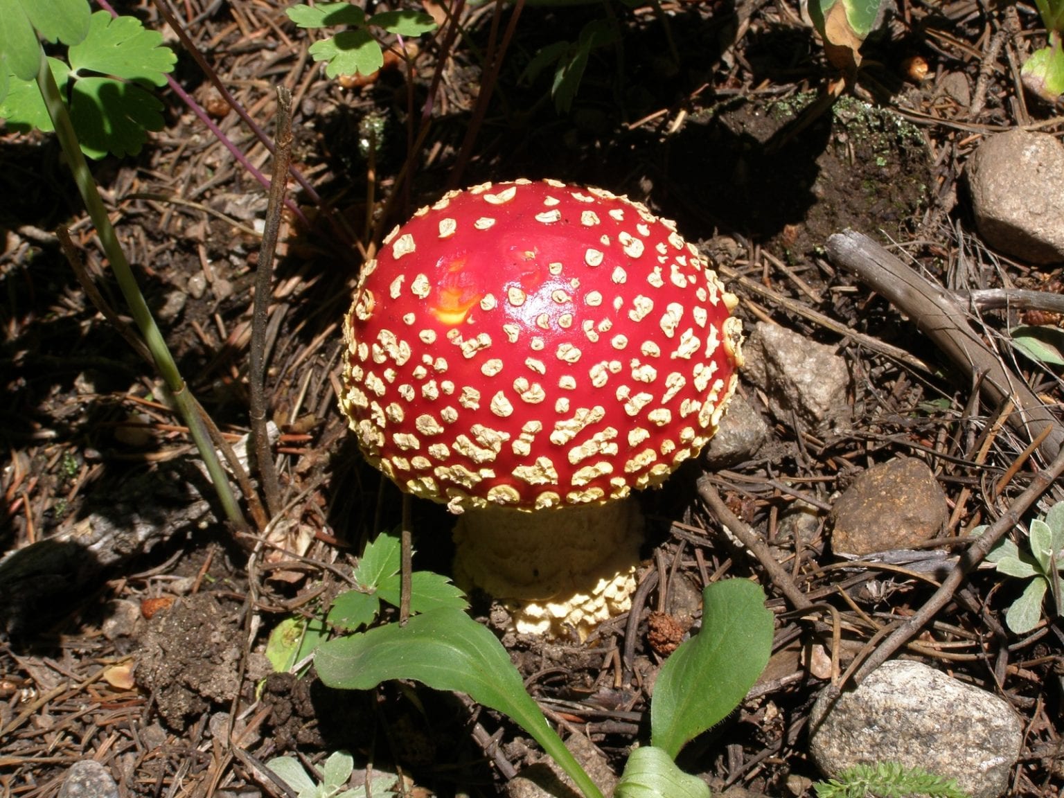 Mushrooms Found in ColoradoDeadly, Psychedelic, and Everything in Between