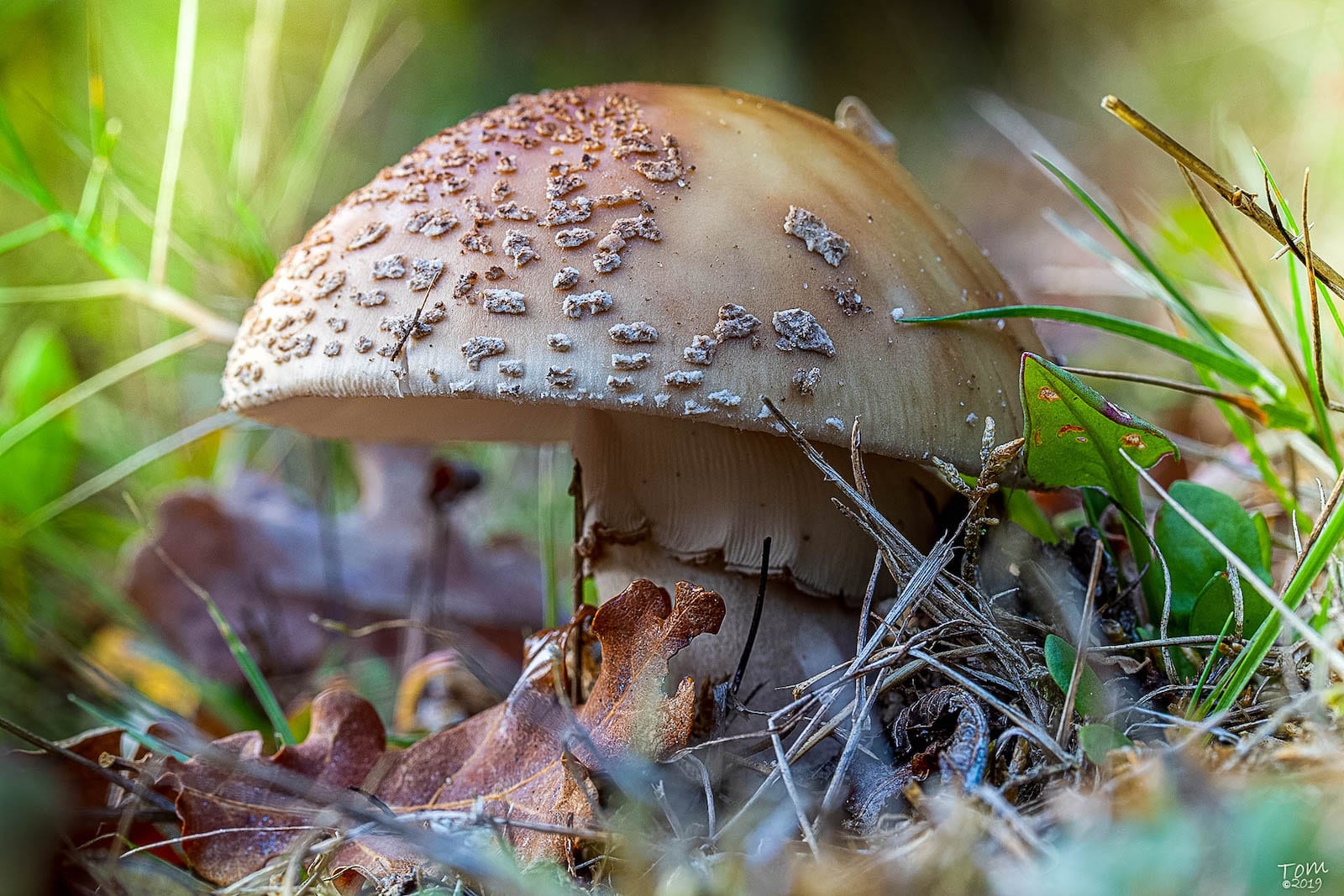 Amanita Pantherina Colorado