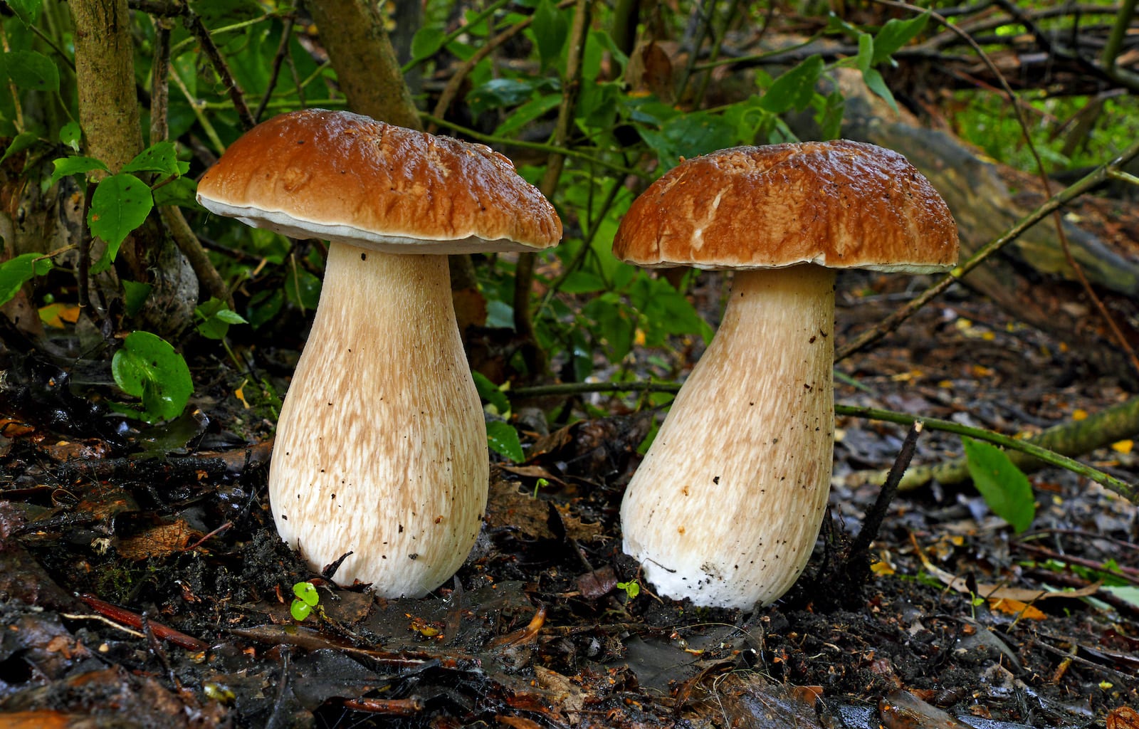 Boletus Edulis- Colorado