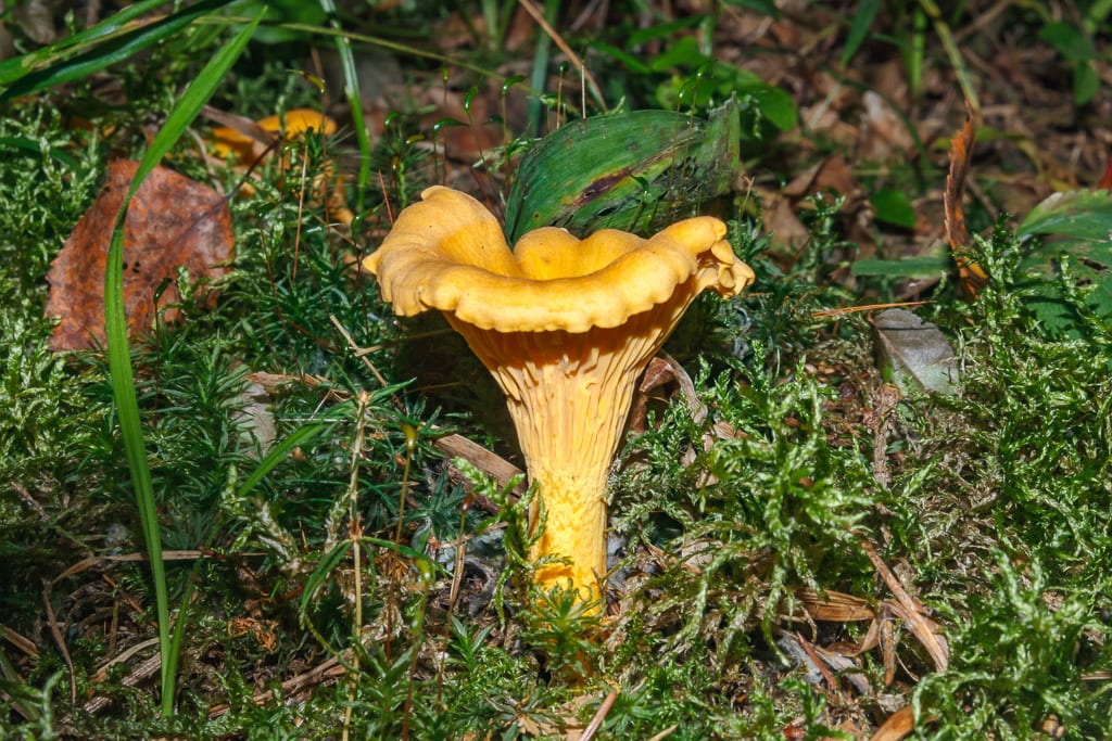 Cantharellus Cibarius, Colorado