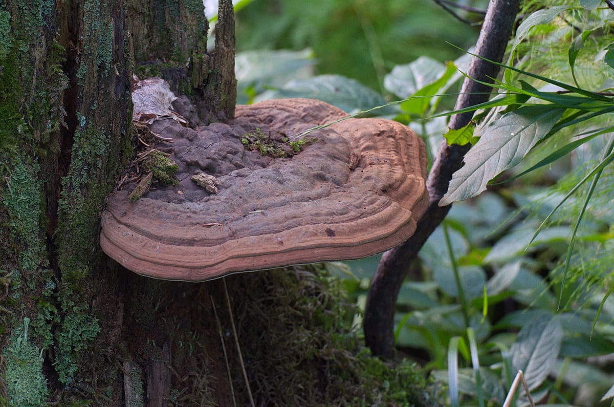 Ganoderma Applanatum, Colorado