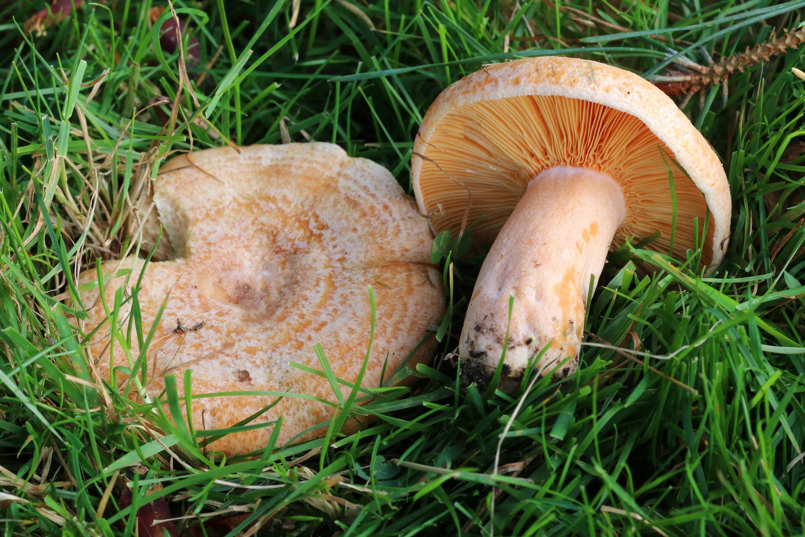 Wild mushroom diary (Autumn 2020/Winter 2021) – John Williamson