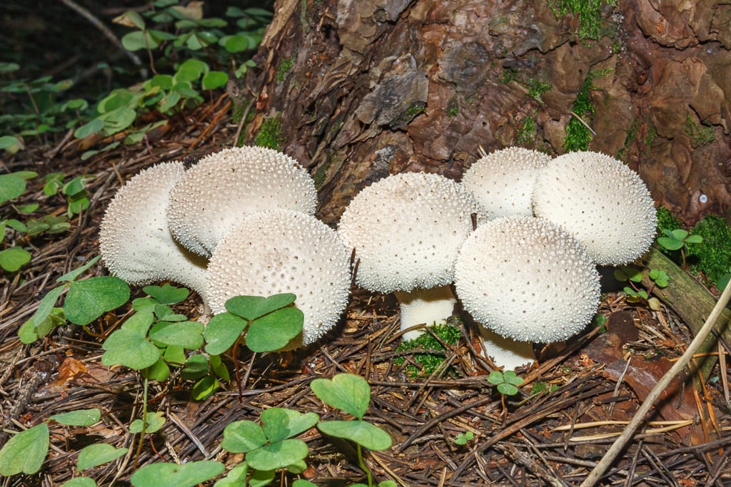 Lycoperdon Perlatum, Colorado