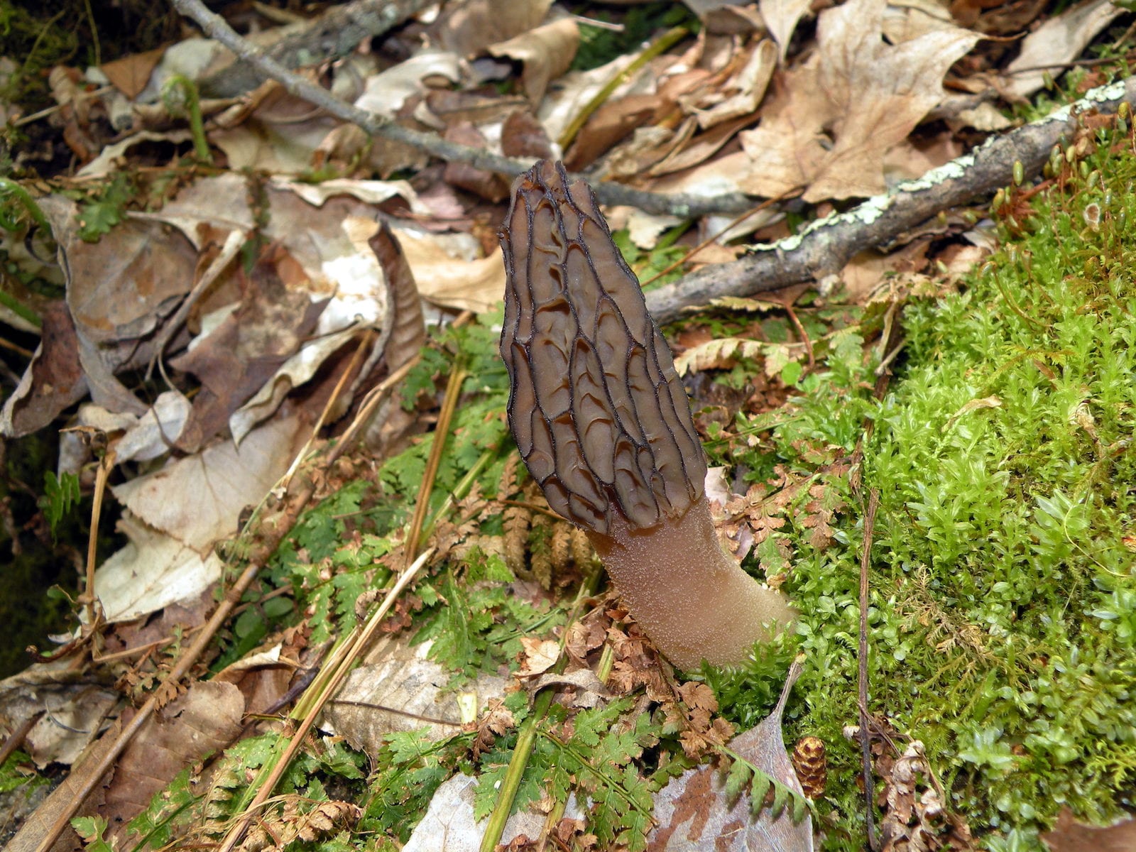 Morchella Angusticeps-CO